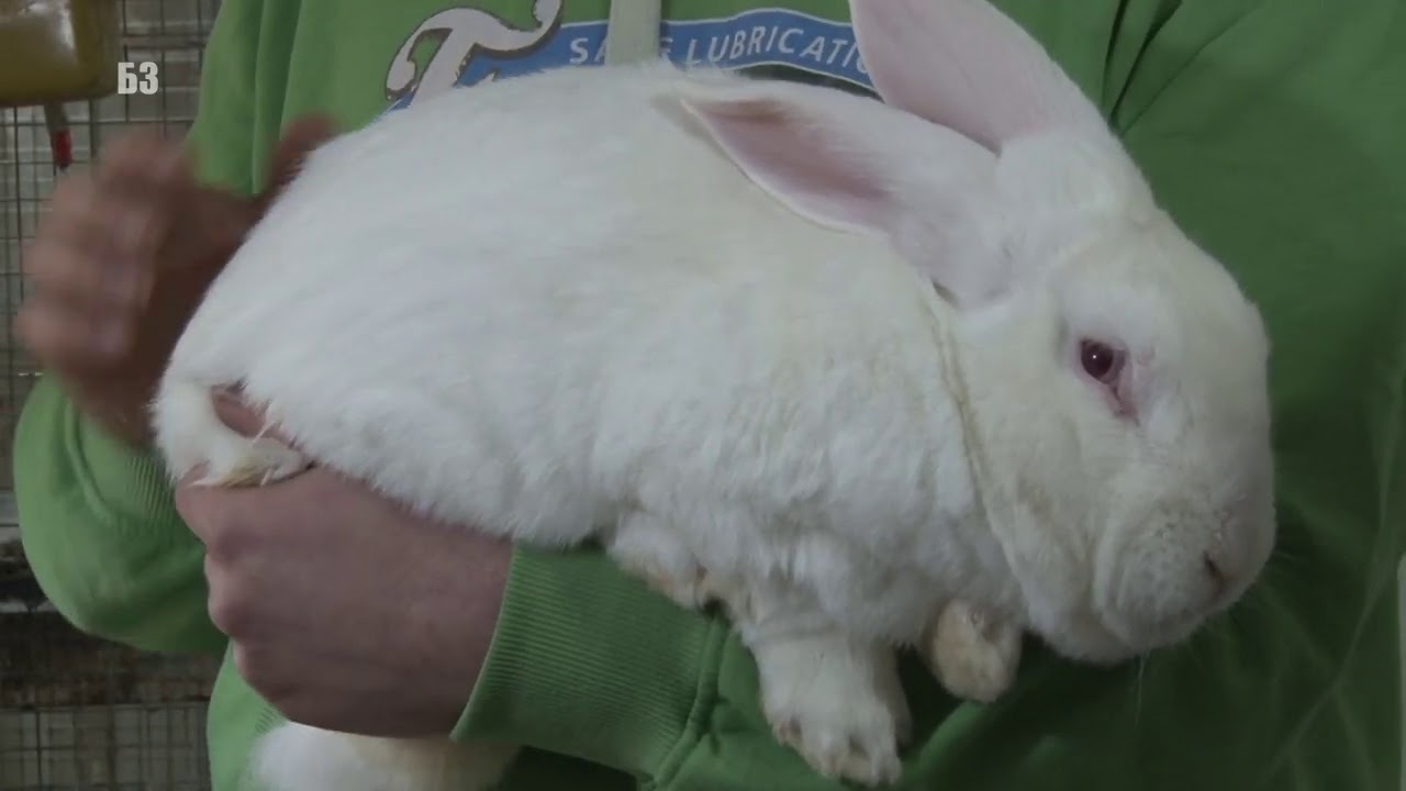 Fama kunića - brza proizvodnja ZDRAVOG MESA - ALI EVO KOJI SU SAVETI ZA POČETNIKE