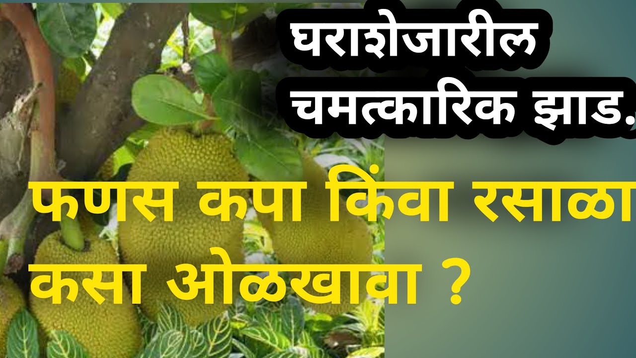 फणस एक चमत्कारिक औषधी वनस्पती. Medicine plant.life in jungle. Marathi discovery.jack fruit.