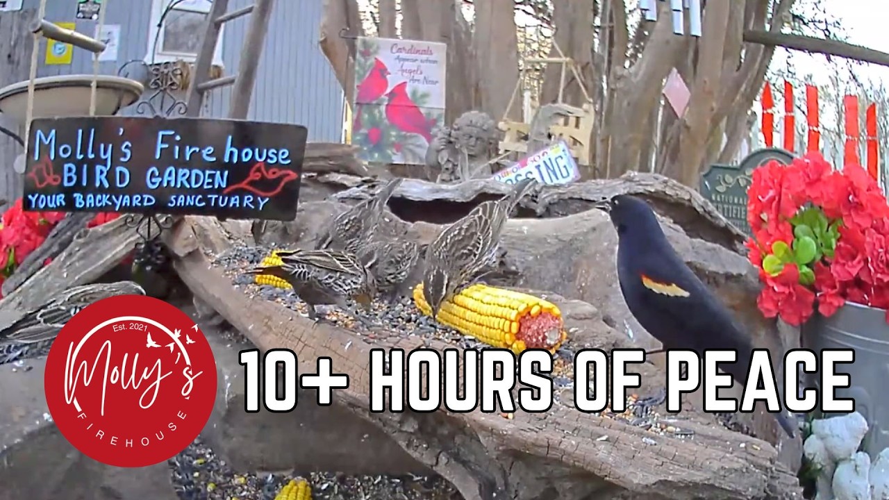 10+ Hours of Pure Serenity: A Quiet Day in the Firehouse Bird Garden 🐦🏡