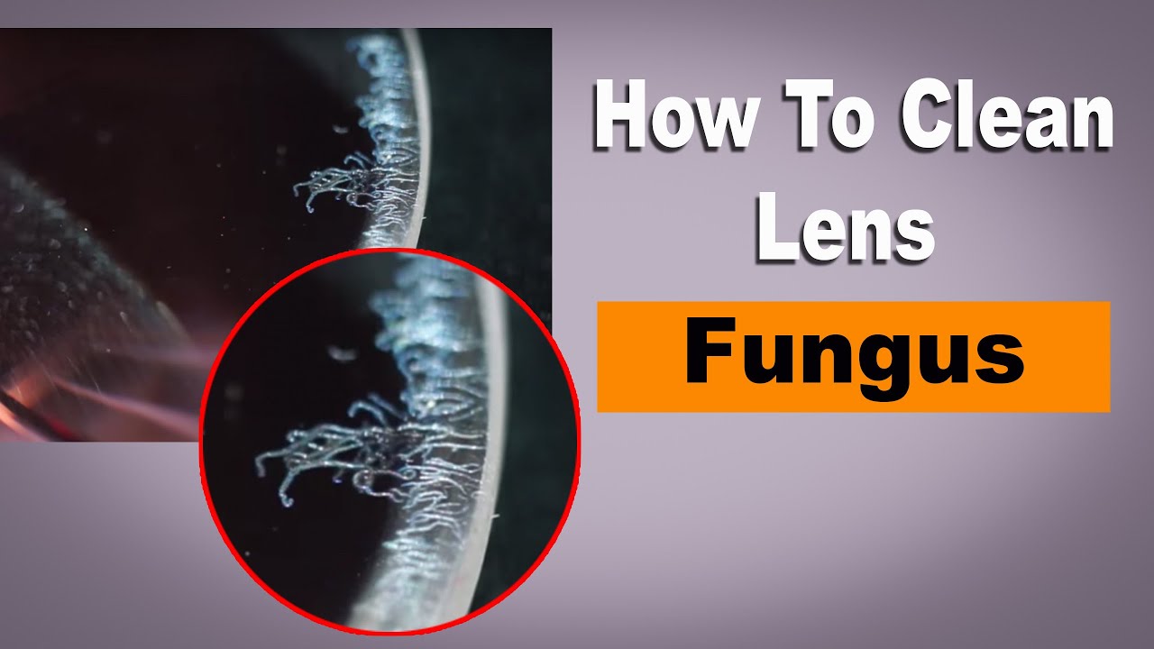 Lens fungus Clean How To Clean Lens Fungus YouTube