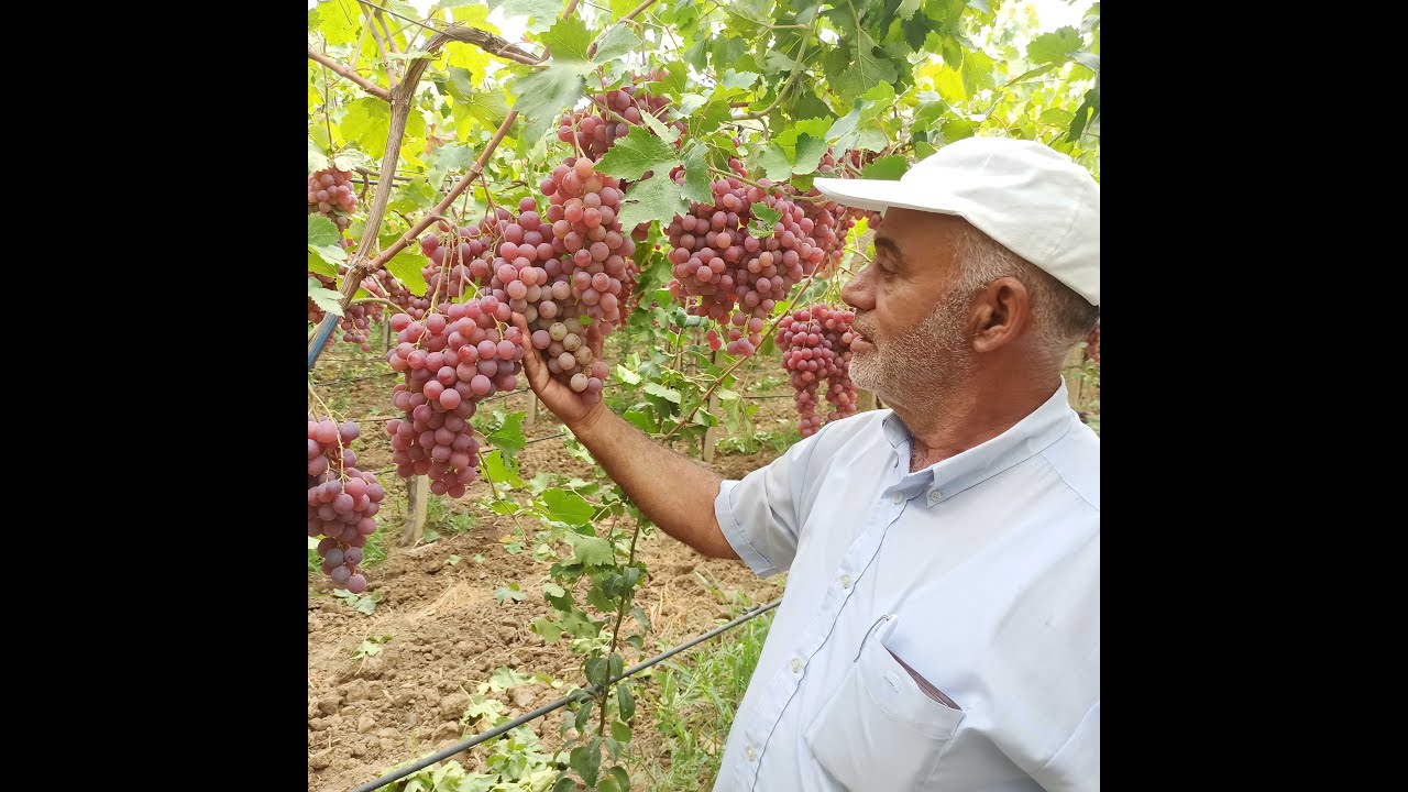 Production des vignes red globe إنتاج العنب: نصائح ما قبل جمع المحصول