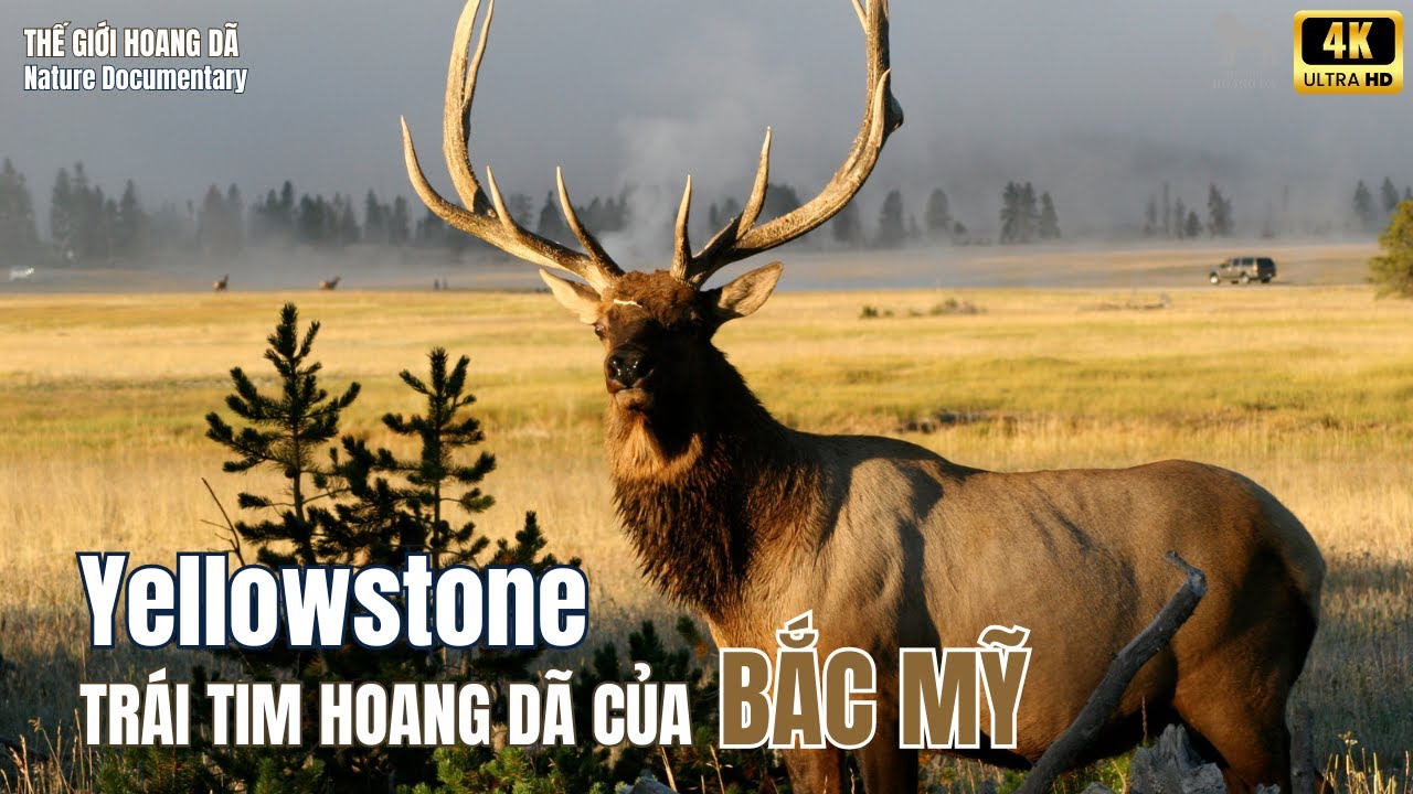 Национальный парк Йеллоустоун – Дикое сердце Северной Америки