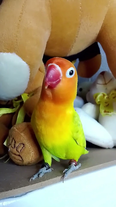 Beautiful Bird's #bird #lovebirds #parrot #funny #cute #shorts