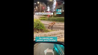 🦊 Un RAPOSO pasea pola CORUÑA!