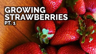 Growing Strawberries (Part 1): Planting Bare Root Strawberries, Sun, and Soil