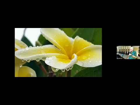 Video: Plumeria-transplantationstip: Sådan transplanteres Plumeria i haven