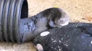 Orphaned Otter Released to Wild
