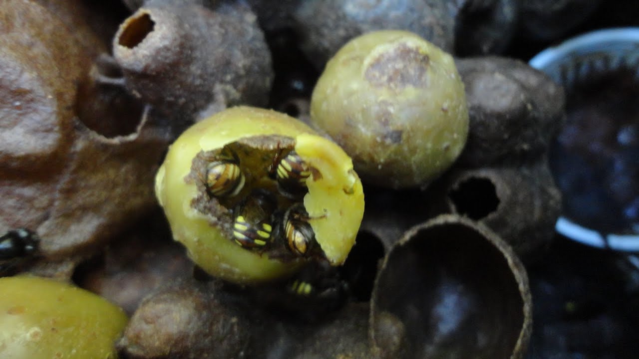 Como fazer Bombom de Pólen (Bombom do Cappas) - Alimentação próteica.