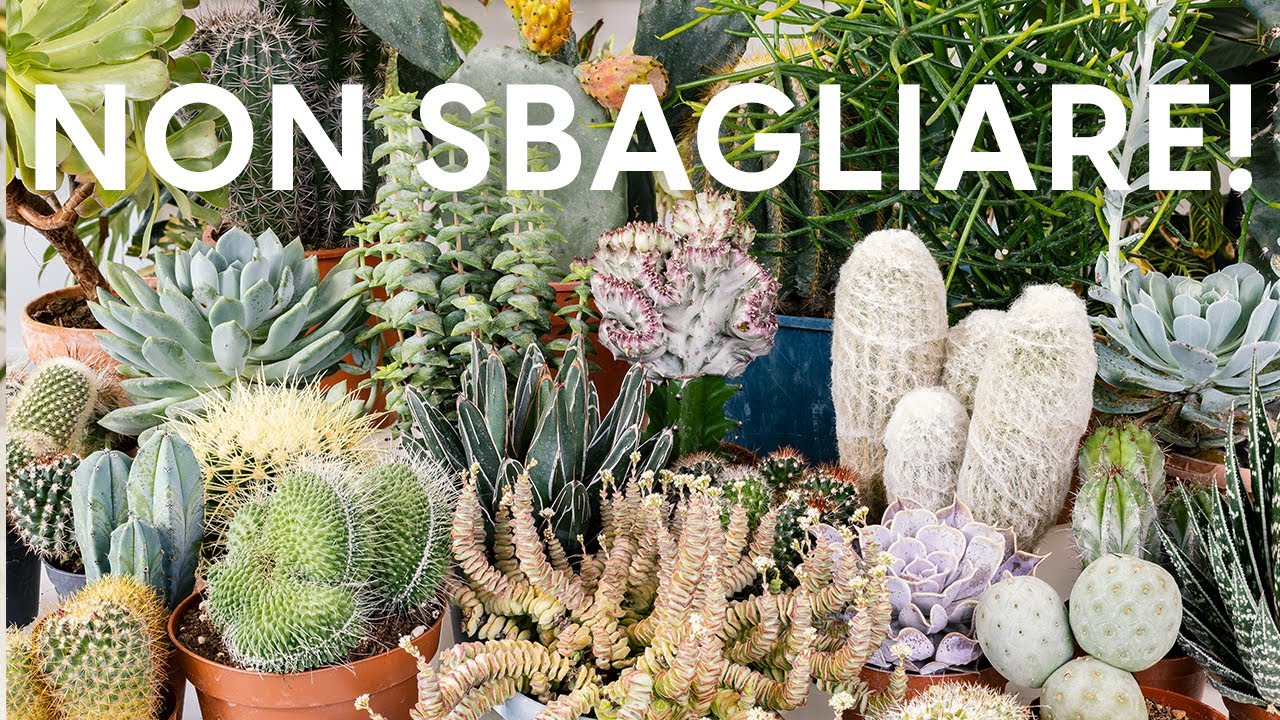 5 regole per curare piante grasse e succulente 🌵