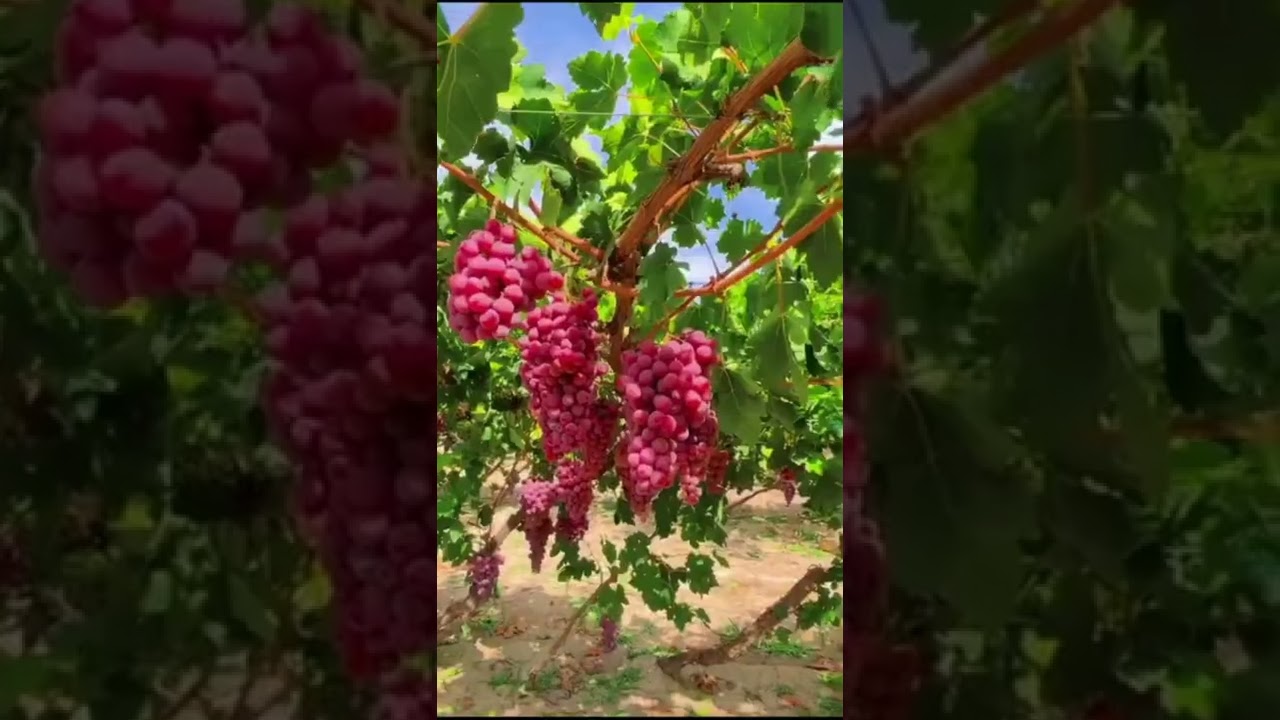 BUAH ANGGUR | MUSIK RELAKSASI HIPNOTERAPI STRES INSOMNIA PELEPAS LELAH