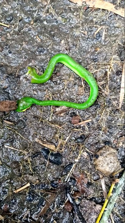 penampakan ular berkepala dua #seumur hidup baru kalini lihat