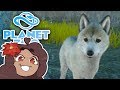 Birth of a Winter-Touched ARCTIC WOLF PUP!! 🐏 Planet Zoo: Ice Ice Outpost • #8