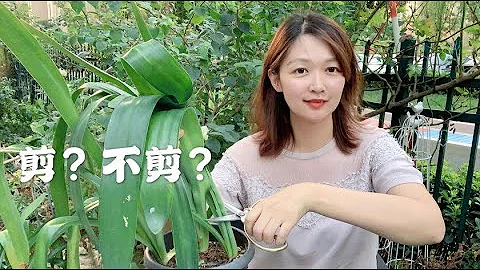 园艺小课堂：朱顶红叶子徒长的很长，剪还是不剪？ - 天天要闻