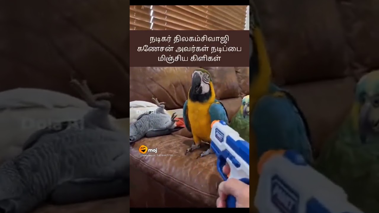 #funny #entertainment #lifeisbutadream #automobile #animals