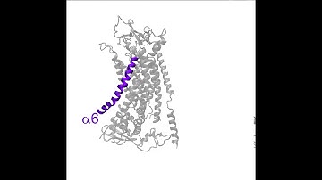 Video 4- mTMEM16A calcium binding residues
