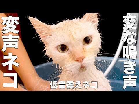 【番外編】　変な鳴き声のネコ　【※アフレコではありません】