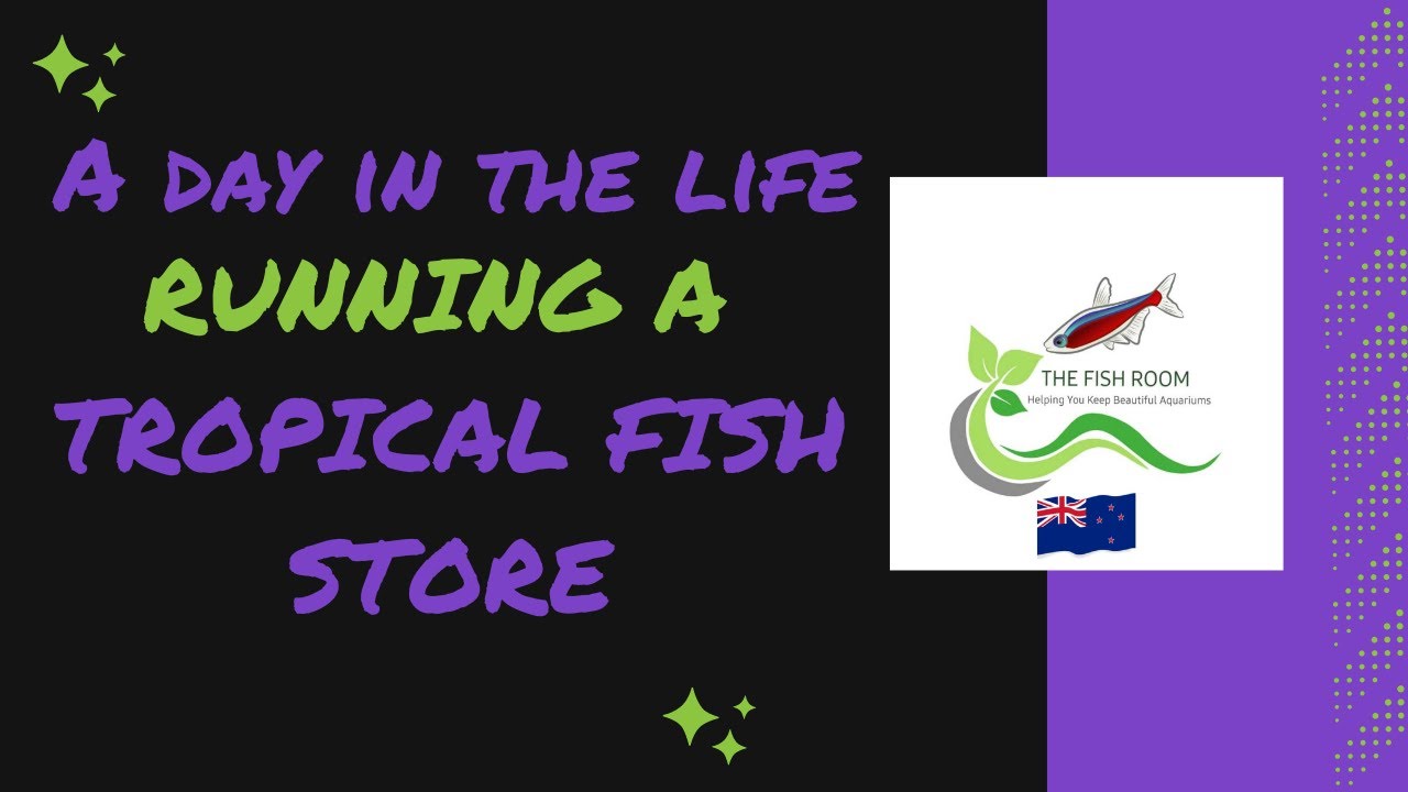 A day in the life of running a tropical fish store 182 YouTube