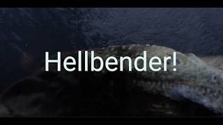 Hellbender!