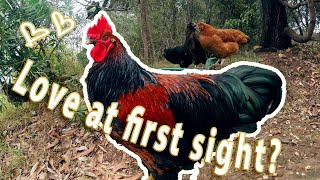 Getting a Rooster for The Aussie Homestead: Time to Breed!
