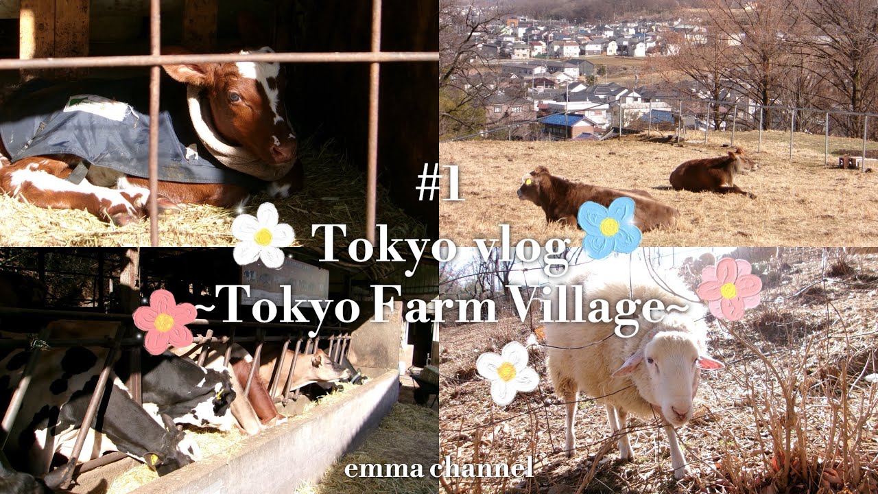 #1 📍tokyo ~TOKYO FARM VILLAGE~(磯沼牧場)🐄
