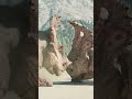 シノケラトプスのスパーリング Sinoceratops Sparring #jurassicworldevolution #dinosaur