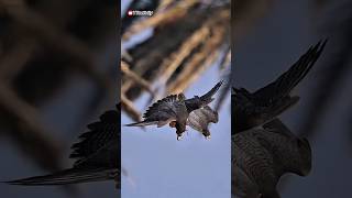 Burung Ini Menginspirasi Desain Pesawat Modern! #elangperegrine #shorts #viral