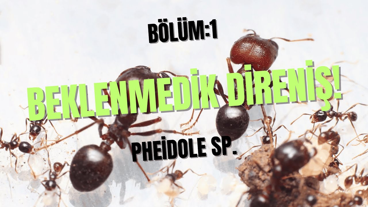 Pheidole Sp. Günlüğü: Bölüm 1 | Beklenmedik Direniş 🐜🔥