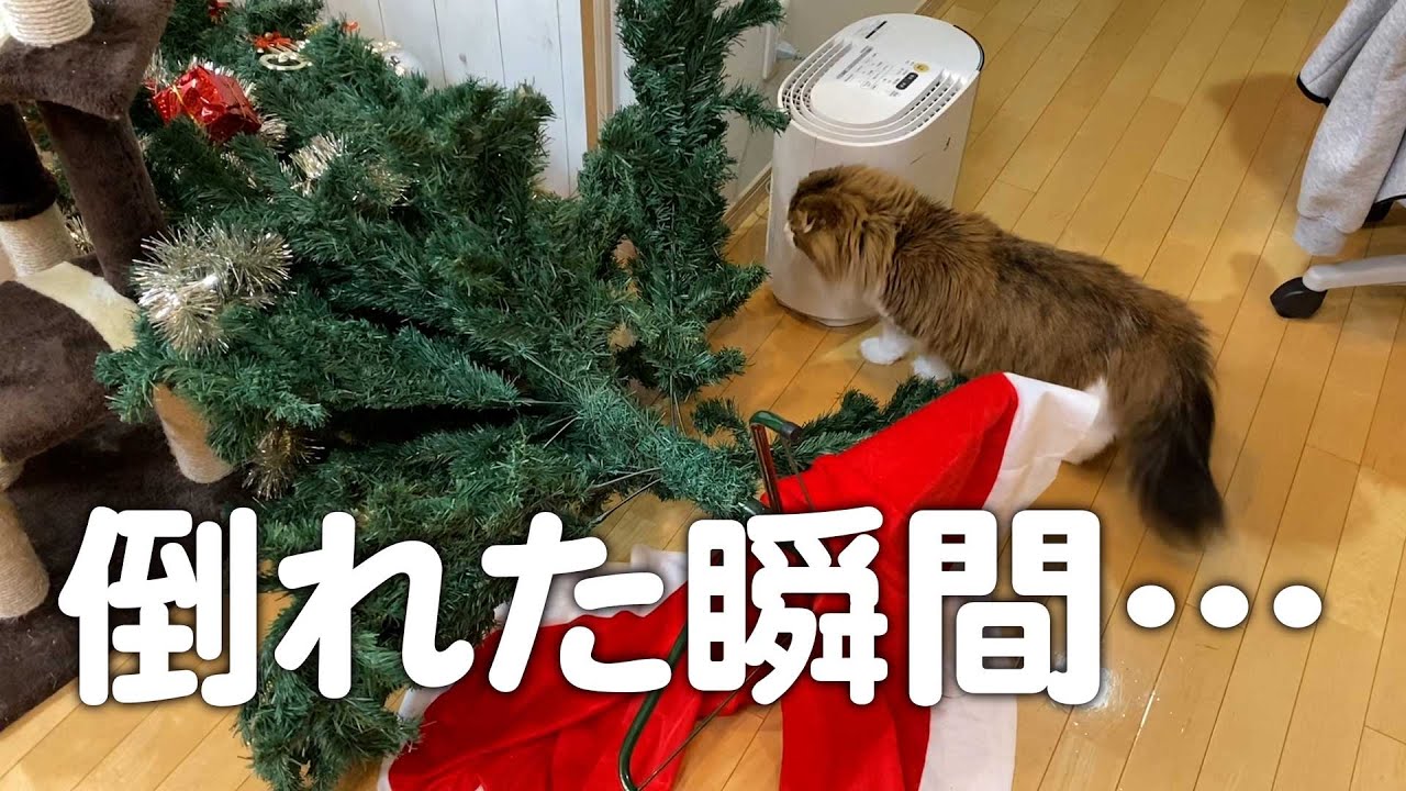 猫によるクリスマスツリー被害状況。ついに倒壊しました - YouTube