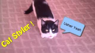 usher yeah [ Cat Version ]