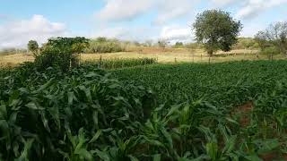 Plantação De Milho