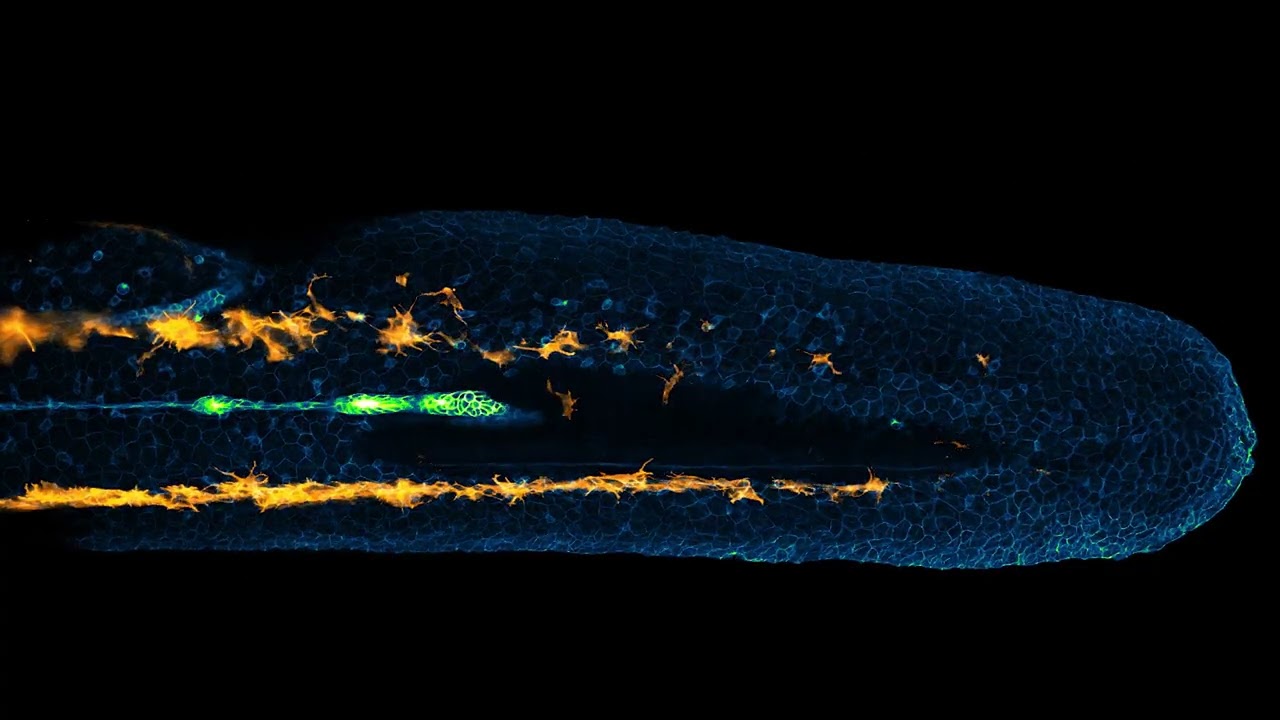 Science Snapshot: Do the Locomotion