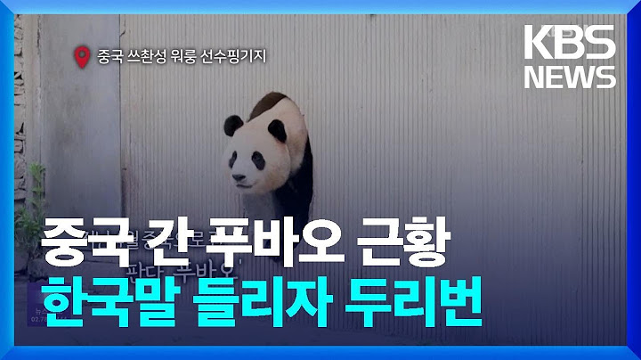 푸바오, 한국 그리웠나…한국말 들리자 ‘두리번’ [오늘의 영상]  / KBS  2024.06.21.