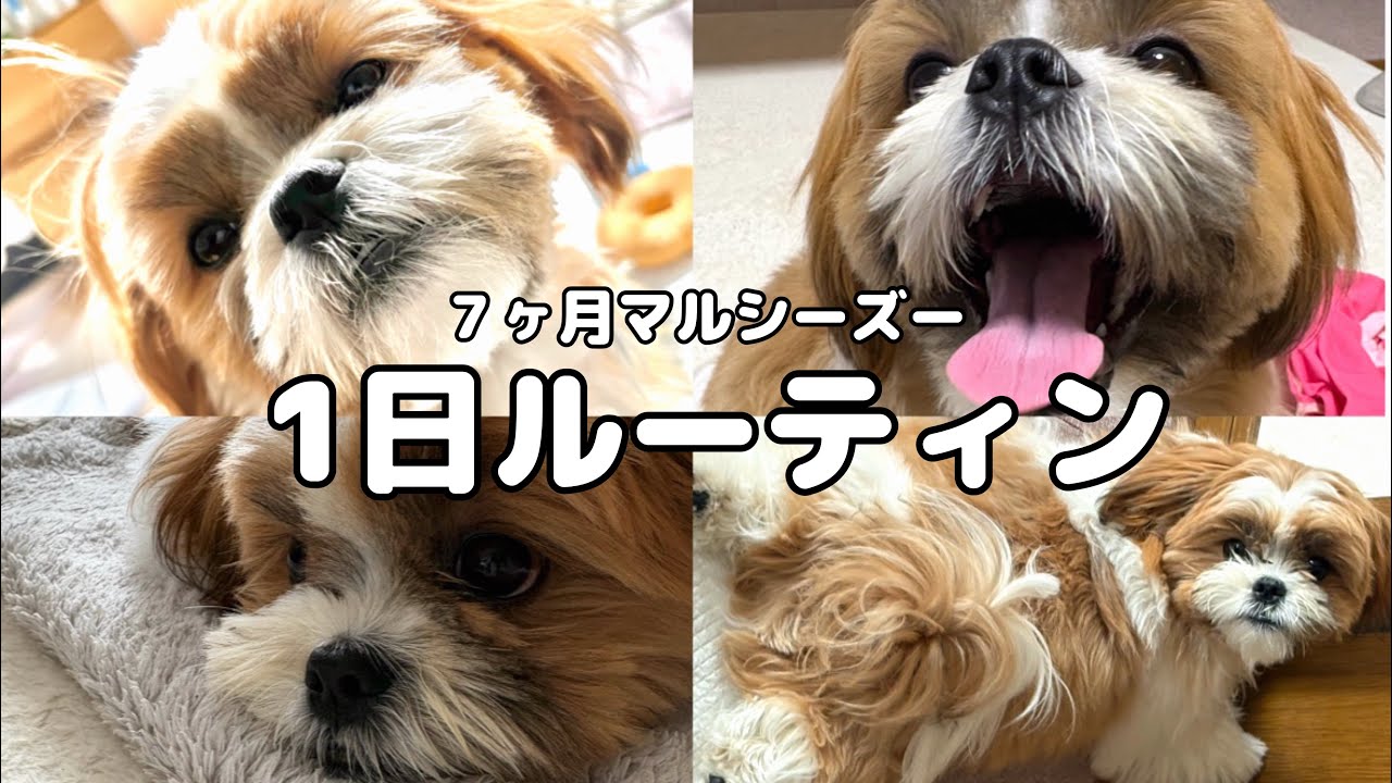 【ルーティン】７ヶ月マルシーズーの1日🐶🐾