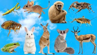 20 Hop Animal Names | For Kids