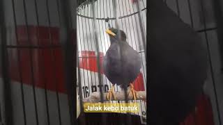 Download Lagu masteran jalak kebo,#jalakkebogacorfullisian MP3