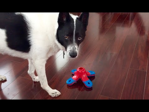 Karelian Bear Dog Mix and Outward Hound Kibble Drop upload image