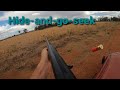 Feral Pigs playing Hide-an-go-seek . Australian Wild Pigs