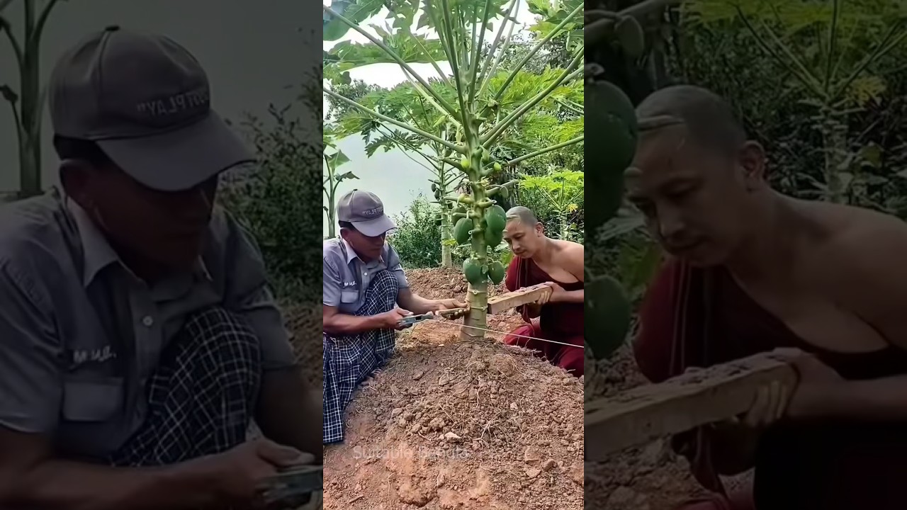 এই কৌশলটি পেঁপের ফলন দ্বিগুণ করে | Papaya Farming