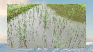 New Song Singer Rei Chakak