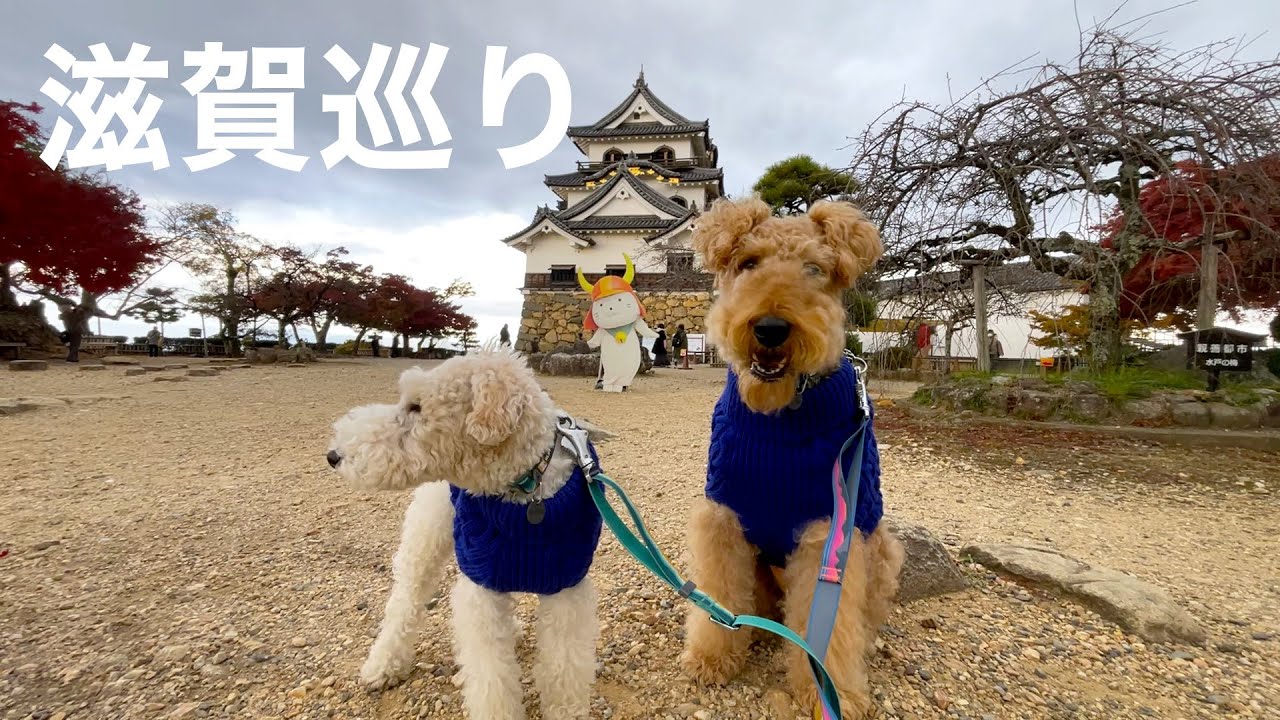 愛犬を連れて東海地方へ行くついでに滋賀の彦根・お多賀さん・信楽焼巡り［犬連れ家族旅行］