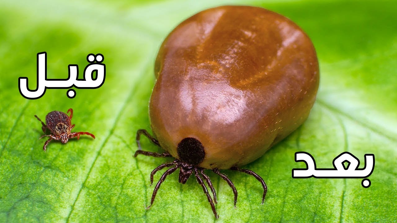 لماذا يجب أن تخاف من أخطر الحشرات في العالم