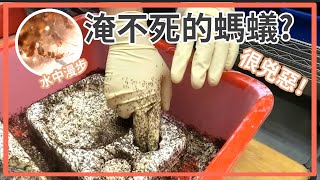 Why Are Fire Ants not Scared of Floods?  by  史考特 Walking Wild 1,213,599 views 3 years ago 7 minutes, 20 seconds