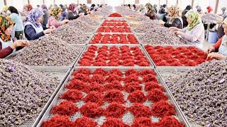 Inside the World’s Most Expensive Saffron Factory | From Flower to Liquid Gold