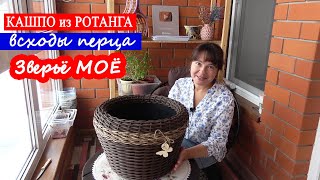 Кашпо из ротанга, перец и ЗВЕРЬЁ моё. Домашний ВЛОГ.