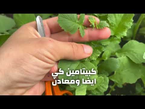 فوائد اوراق الفجل