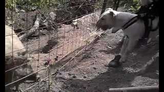 English Bull Terrier Workout