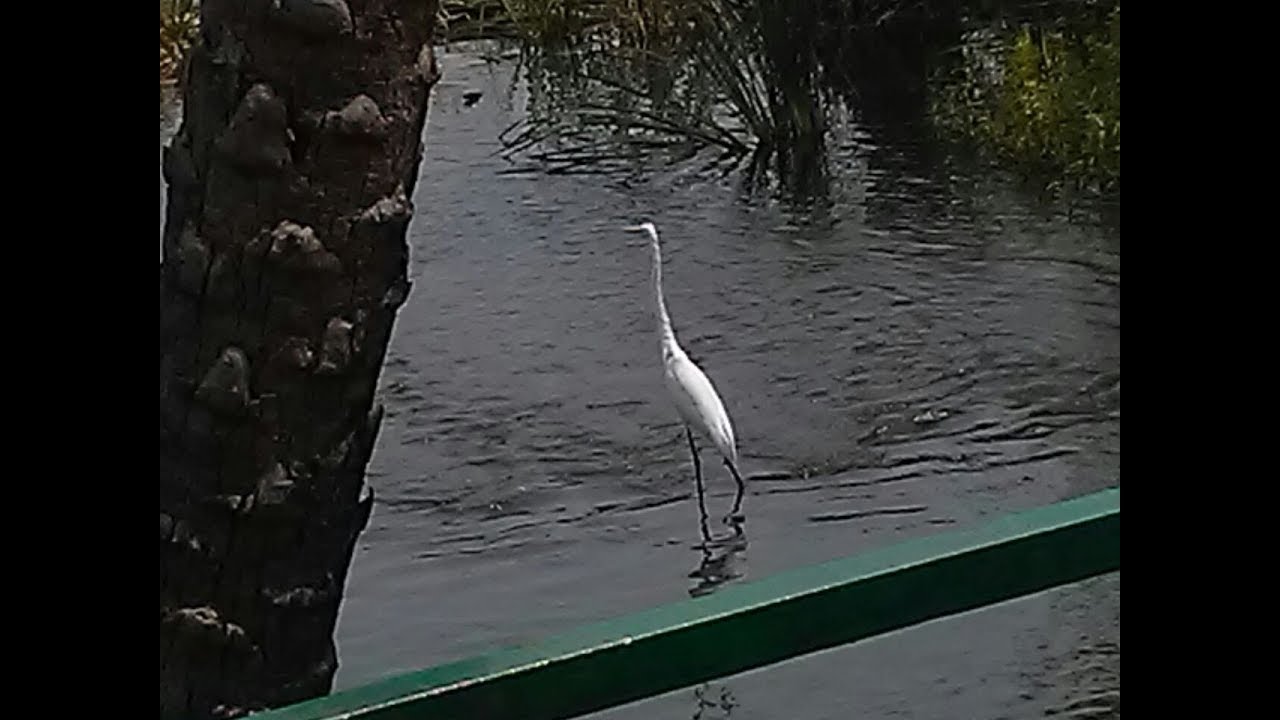 craneofaringioma Crane walking on the river water|| Catching fish