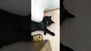 Котик спит под шторой #shorts