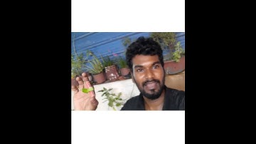 Helicopter Cracker | New varieties Cracker | Cracker test divali | fancy cracker | s bro