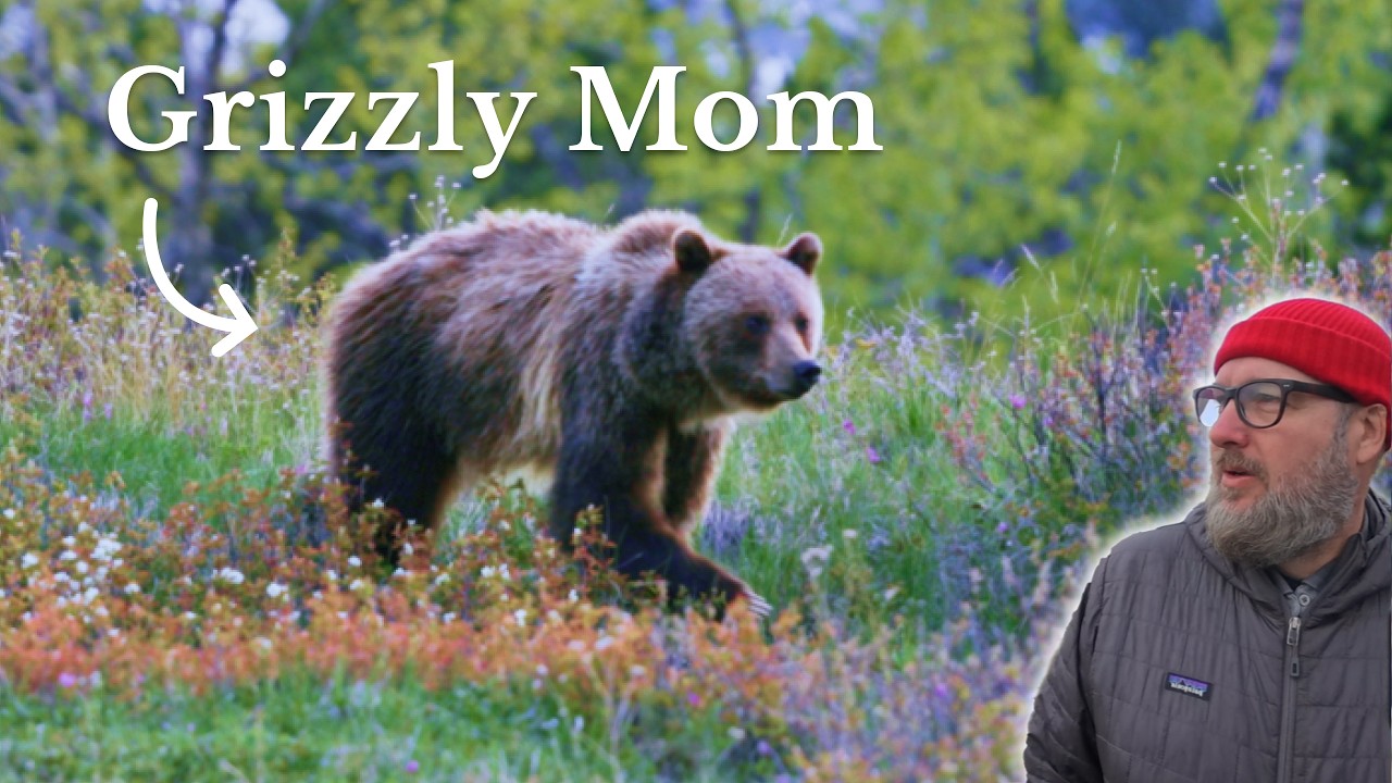 Hangout with a Grizzly Bear and Her Cub in Glacier National Park